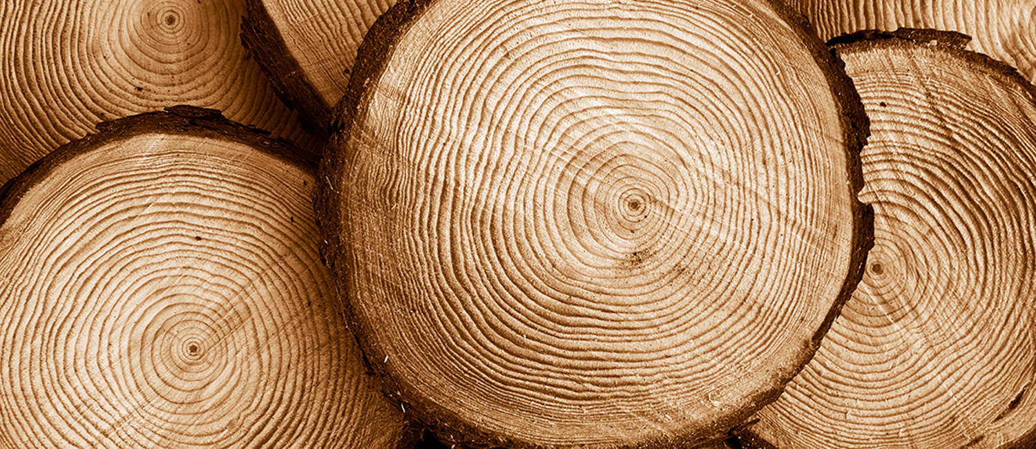 Осина текстура древесины