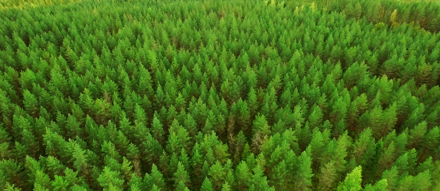 what makes wood the best choice for furniture